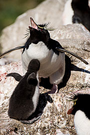 Picture 'Ant1_1_00225 Eudyptes Chrysocome, Penguin, Rockhopper Penguin, Antarctica and sub-Antarctic islands, Falkland Islands, West Point'